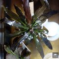 Echinodorus Prometheus