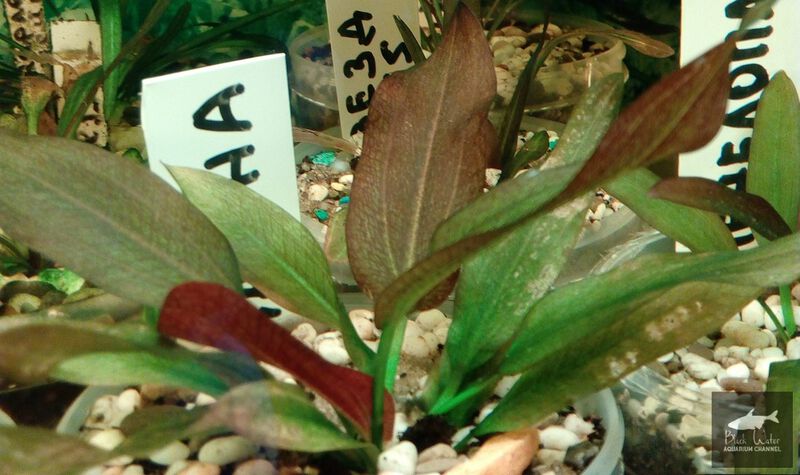 File:Dafna2.jpg