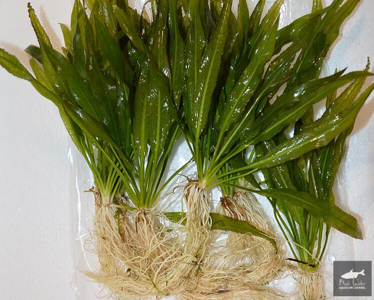 File:Parviflorus Grisebachii 3.jpg