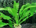 Echinodorus Green Firefly