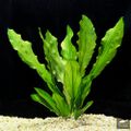 Echinodorus martii Micheli