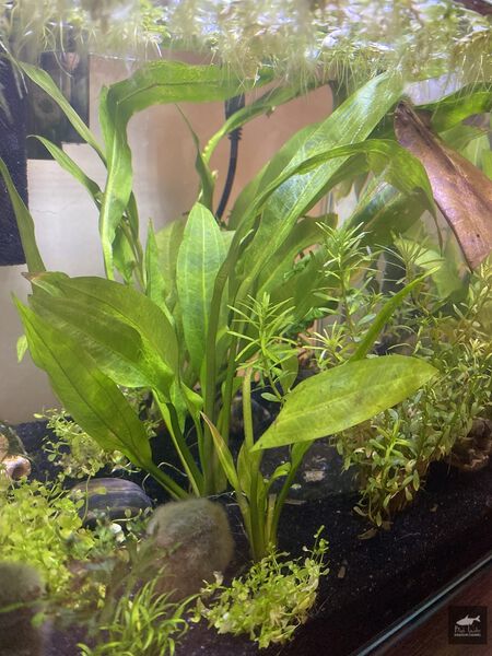 File:Peruensis2.jpg