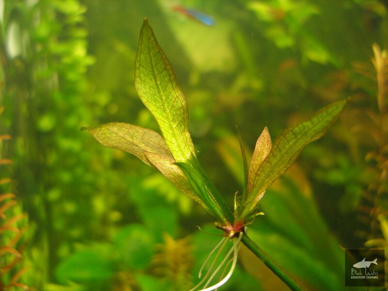 File:Parviflorus Grisebachii 2.jpg