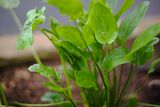 Echinodorus cordifolius ovalis