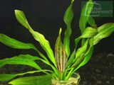 Echinodorus Dschungelstar Nr. 3 Python