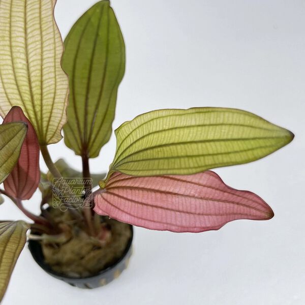 File:Pink Miracle6.jpg