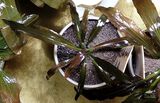 Echinodorus Rozalinda