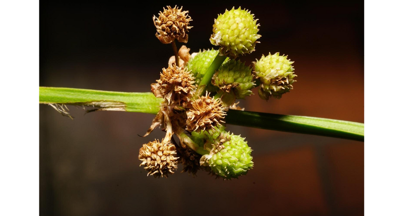 File:Subulatus var andr3.png
