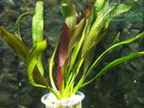 Echinodorus Red Devil