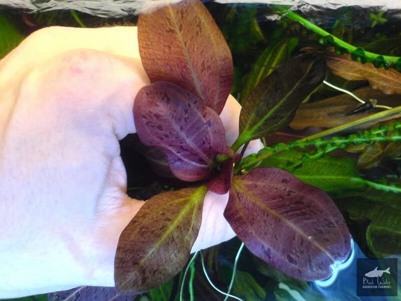 File:Black Reggae3.jpg