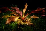 Echinodorus Red Horse