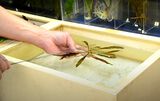 Echinodorus Chetuzuha[1]