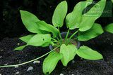 Echinodorus Foxtail