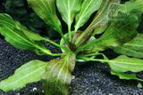Echinodorus Spotted Nishtyak