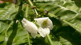 Echinodorus floribundus (Seub.) Seub.