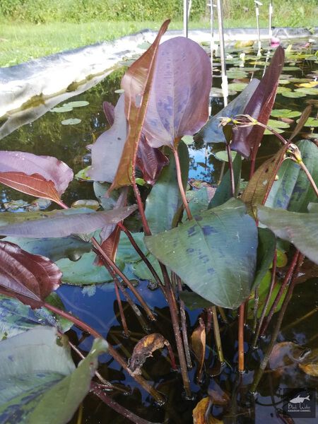 File:Indian Summer3.jpg