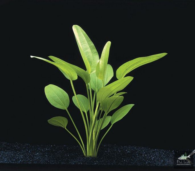 File:Muricatus1.jpg