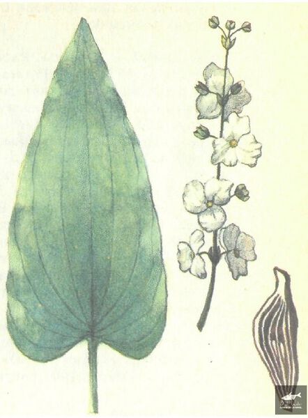 File:Glaucus2.jpg
