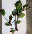 Echinodorus Mars[2]