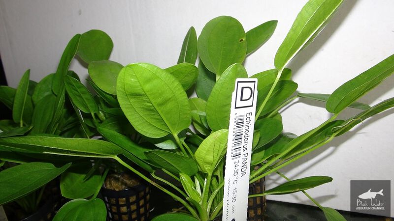 File:Gruner Panda3.jpg