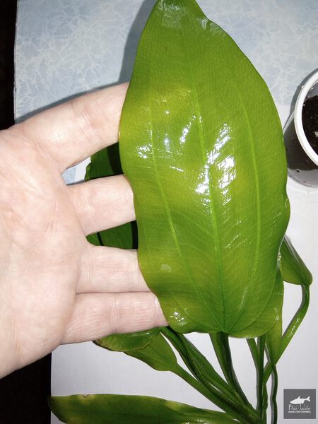 File:Simply Green3.jpg