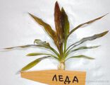Echinodorus Leda [1]