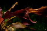Echinodorus Red Horse