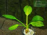 Echinodorus sp. Saturn (Satan) 2003 (Ibirapuita)