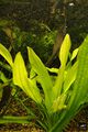 Echinodorus Pavlici