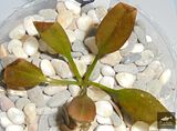 Echinodorus Julia