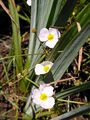 Baldellia ranunculoides