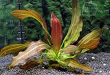 Echinodorus Red Rubin