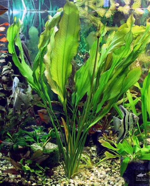 File:Aflame Sellovianus 1 1.jpg