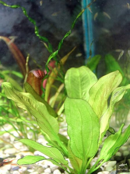 File:Mark Machlin2.jpg