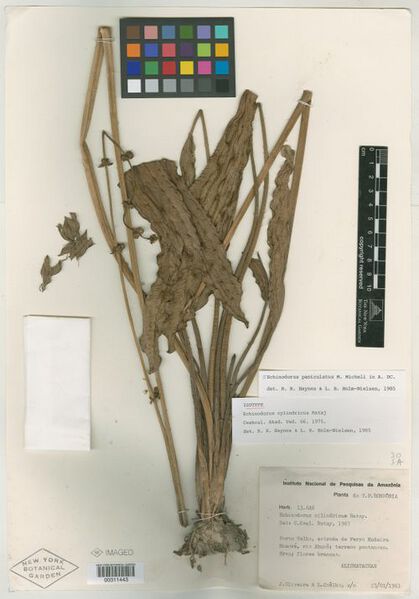 File:Cylindricus (Rataj)1.jpg