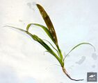 Echinodorus Gelatea