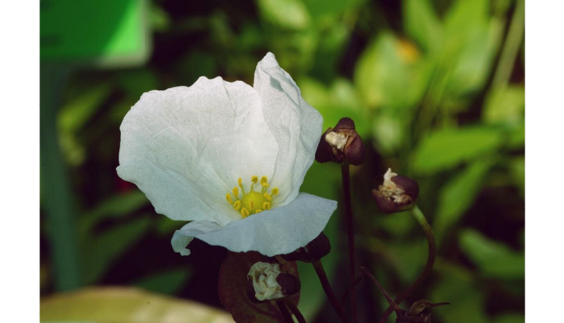 File:Sankt Elmsfeuer5.png