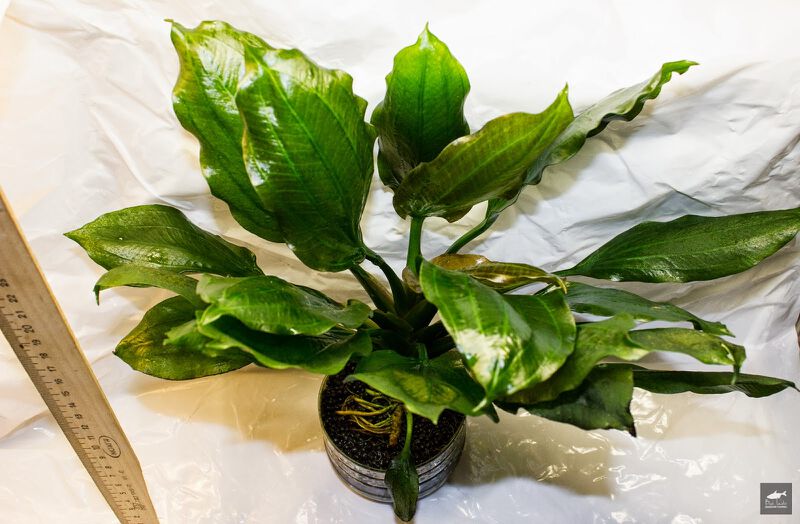 File:Opacus from Uruguay Round leaf.jpg