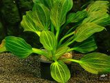 Echinodorus opacus from Uruguay