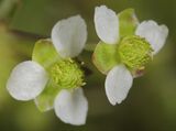 Echinodorus berteroi (Spreng.) Fassett[3]