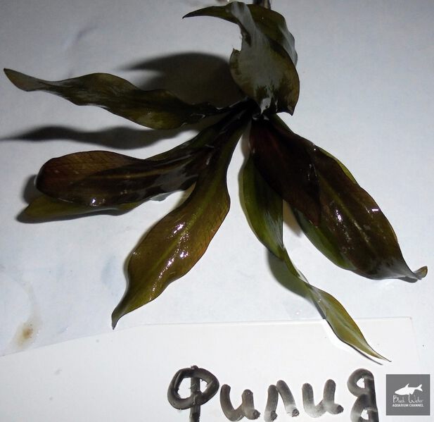 File:Philia1.jpg