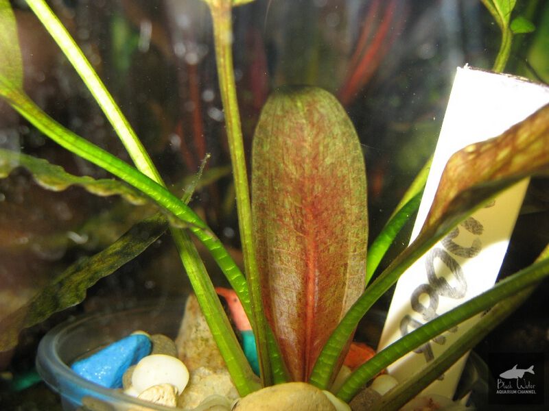 File:JAROSLAWEZ3.jpg