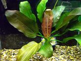 Echinodorus Stanek