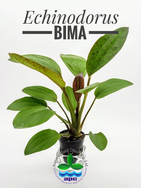 File:Echinodorus Bima.jpg