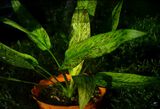 Echinodorus Eskimo
