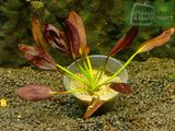 Echinodorus Aflame