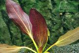 Echinodorus Osiris Doppel Rot