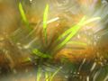 Thumbnail for version as of 13:30, 20 May 2022