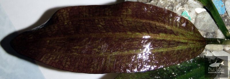 File:Maja3.jpg