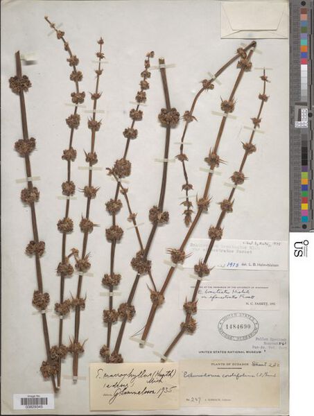 File:Bracteatus var. efenestratus Fassett2.jpg
